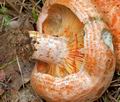 Lactarius_deliciosus_cr5815s