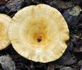 Lactarius_evosmus_bv1500