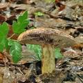 Lactarius_flavidus_bm0254