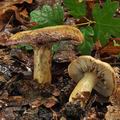 Lactarius_flavidus_bm0263