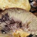 Lactarius_flavidus_bm0269