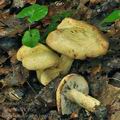 Lactarius_flavidus_bm0277