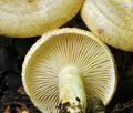 Lactarius_flavidus_bv1736