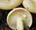 Lactarius_flavidus_bv1741