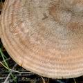 Lactarius_flexuosus_bd9949