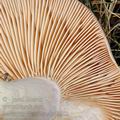 Lactarius_flexuosus_bd9958