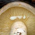 Lactarius_fluens_al9536