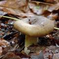 Lactarius_fluens_al9539