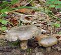 Lactarius_fluens_be4021