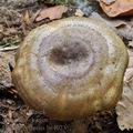 Lactarius_fluens_be4023