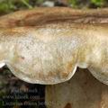 Lactarius_fluens_be4025