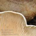 Lactarius_fluens_be4031