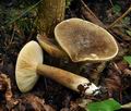 Lactarius_fuliginosus_bv2109