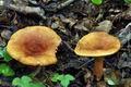 Lactarius_fulvissimus_bv2065