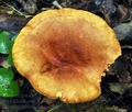 Lactarius_fulvissimus_bv2069