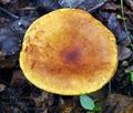 Lactarius_fulvissimus_bv2072