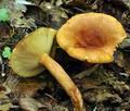 Lactarius_fulvissimus_bv2077