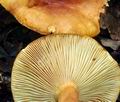Lactarius_fulvissimus_bv2078