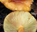 Lactarius_fulvissimus_bv2078