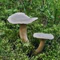 Lactarius_fuscus_bi4465