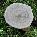 Lactarius_fuscus_bi4509