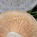 Lactarius_fuscus_bi4513