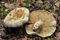 Lactarius_glaucescens_ce4512