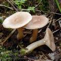 Lactarius_glyciosmus_am1298