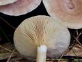 Lactarius_glyciosmus_bs8285