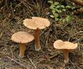 Lactarius_helvus_a5606