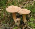 Lactarius_helvus_a5612