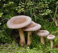 Lactarius_helvus_be0020