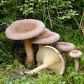 Lactarius_helvus_be0022