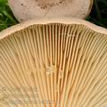 Lactarius_helvus_be0033