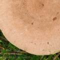 Lactarius_helvus_be0035