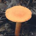 Lactarius_lacunarum_ag2189