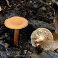 Lactarius_lacunarum_ag2198