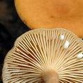 Lactarius_lacunarum_ag2199