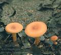 Lactarius_lacunarum_ag2209