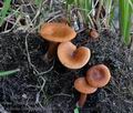 Lactarius_lacunarum_bs7066