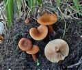 Lactarius_lacunarum_bs7070