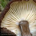 Lactarius_lignyotus_aj0640