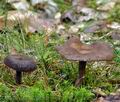 Lactarius_lignyotus_bi1253