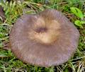 Lactarius_lignyotus_bi1255