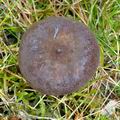 Lactarius_lignyotus_bi1258