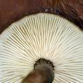 Lactarius_lignyotus_bi1259