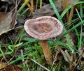 Lactarius_lilacinus_jd4640