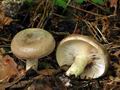 Lactarius_luridus_bv2169