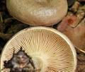 Lactarius_luridus_bv2175