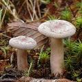 Lactarius_mammosus_am0652